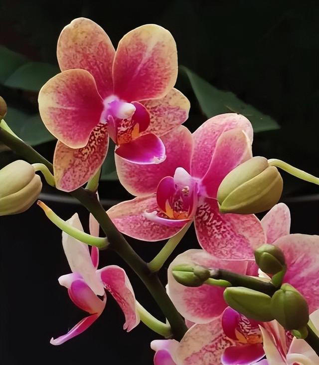 不怕冷的5种漂亮花，零下20℃照样生机勃勃，一开就是大半年