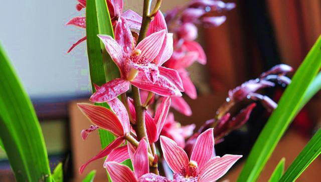 兰花界的“勤花小能手”，唯一的“缺点”就是开花太多，轻松爆盆