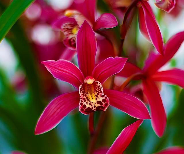 兰花界的“勤花小能手”，唯一的“缺点”就是开花太多，轻松爆盆