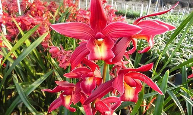 兰花界的“勤花小能手”，唯一的“缺点”就是开花太多，轻松爆盆