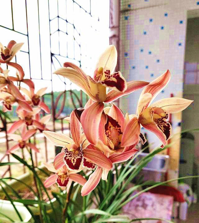 兰花界的“勤花小能手”，唯一的“缺点”就是开花太多，轻松爆盆