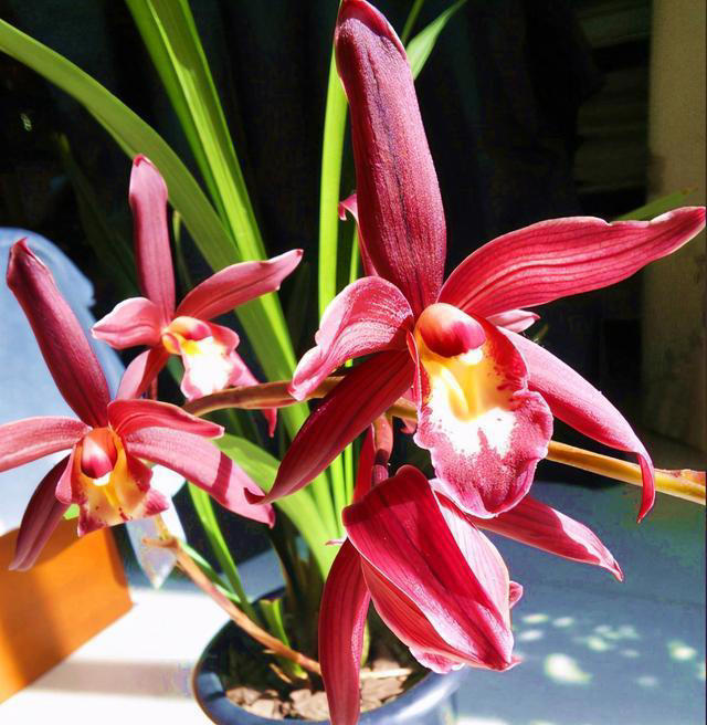 兰花界的“勤花小能手”，唯一的“缺点”就是开花太多，轻松爆盆