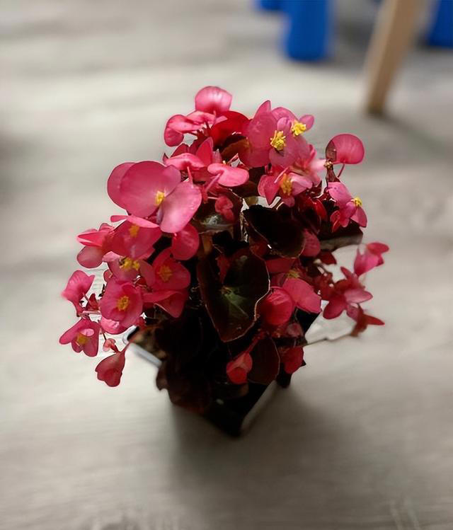 养花高手都在养这6种花，四季开花非常美，最后3种“香味”足