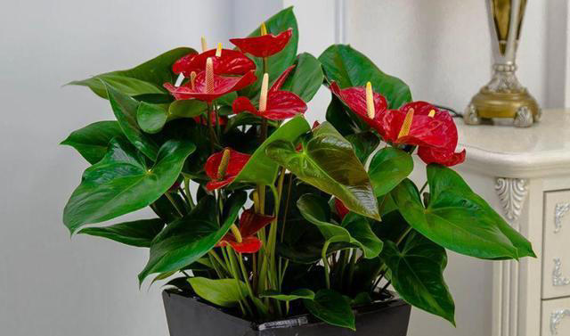 养花高手都在养这6种花，四季开花非常美，最后3种“香味”足