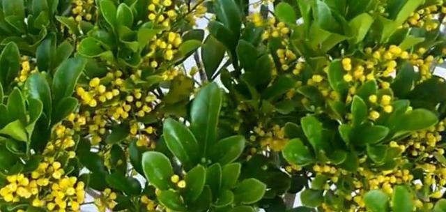 养花高手都在养这6种花，四季开花非常美，最后3种“香味”足