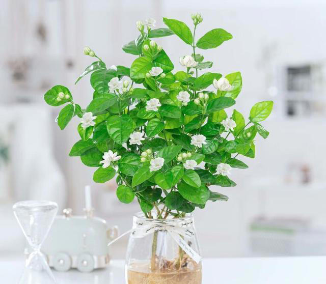 养花高手都在养这6种花，四季开花非常美，最后3种“香味”足