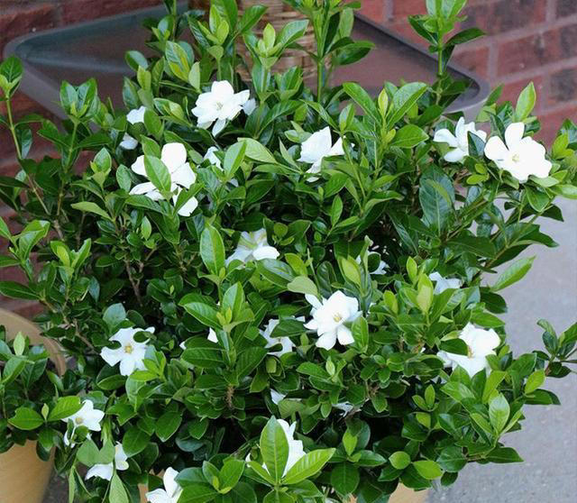 养花高手都在养这6种花，四季开花非常美，最后3种“香味”足