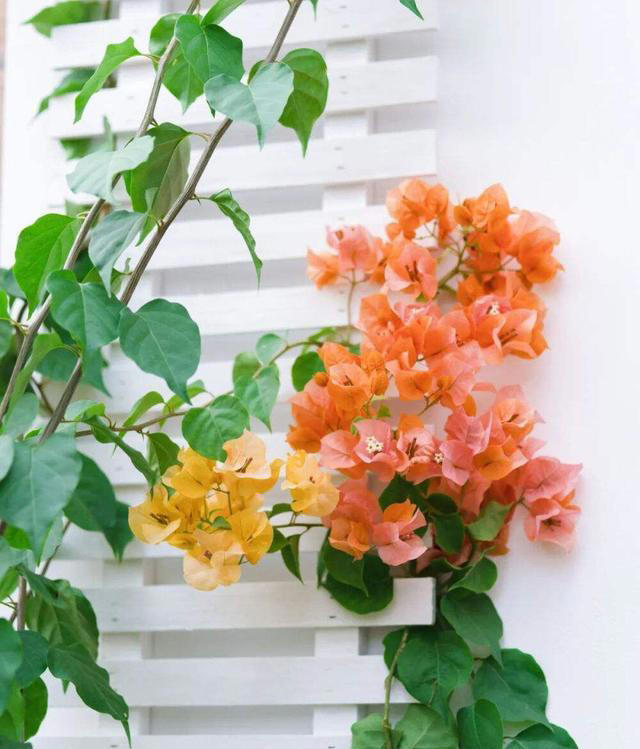 养花高手都在养这6种花，四季开花非常美，最后3种“香味”足