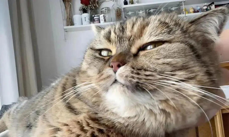 若猫咪有这6种表现，说明你已把它惯坏了，在猫眼里，它才是家里的老大！