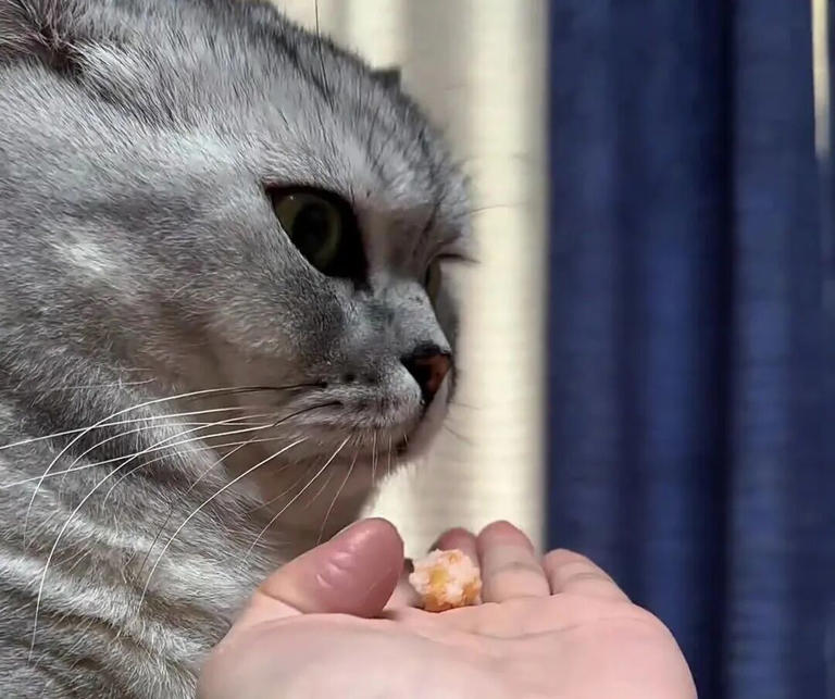 若猫咪有这6种表现，说明你已把它惯坏了，在猫眼里，它才是家里的老大！