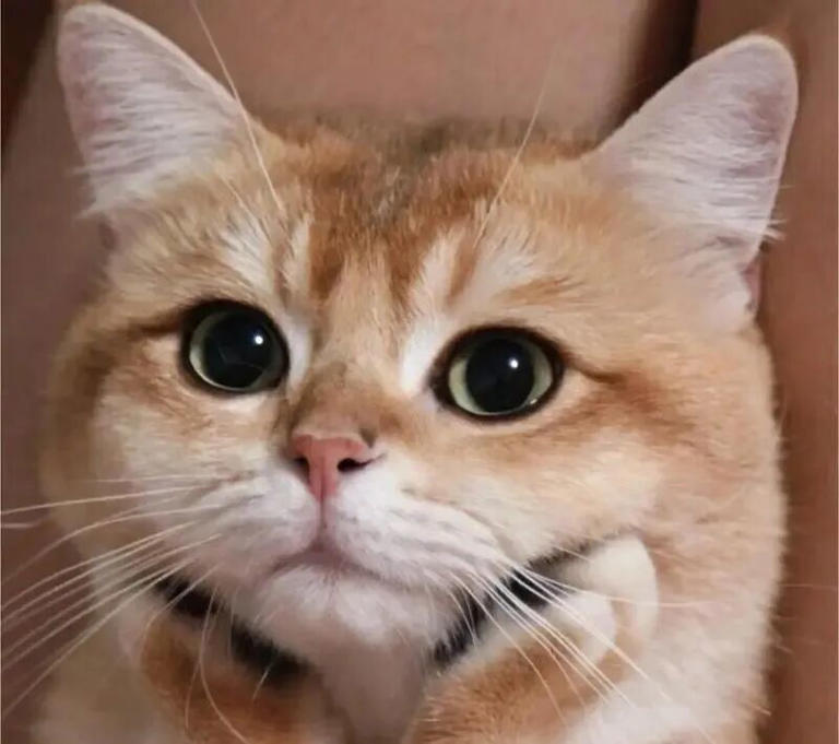 若猫咪有这6种表现，说明你已把它惯坏了，在猫眼里，它才是家里的老大！