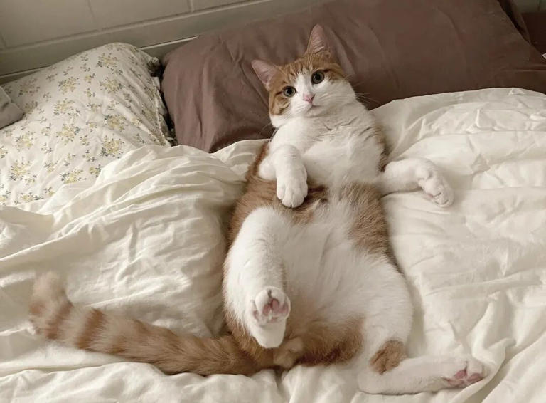 若猫咪有这6种表现，说明你已把它惯坏了，在猫眼里，它才是家里的老大！