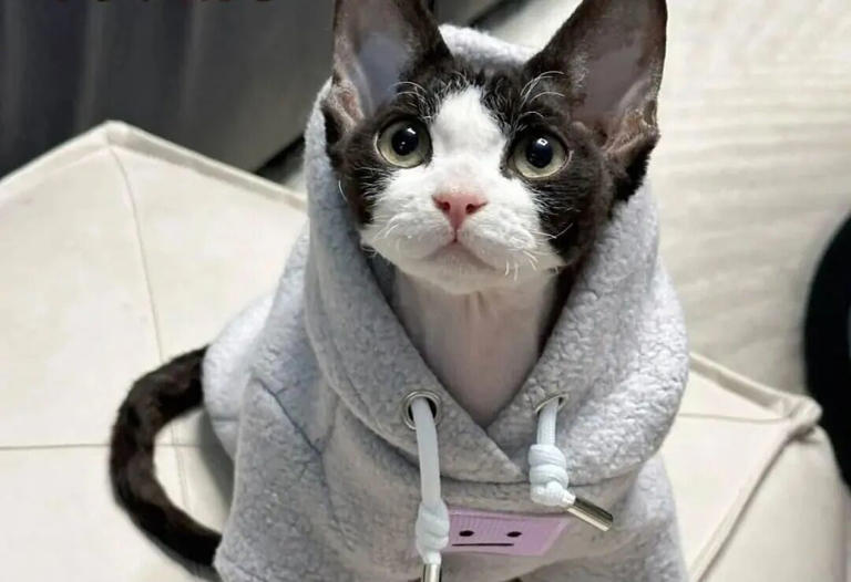 若猫咪有这6种表现，说明你已把它惯坏了，在猫眼里，它才是家里的老大！