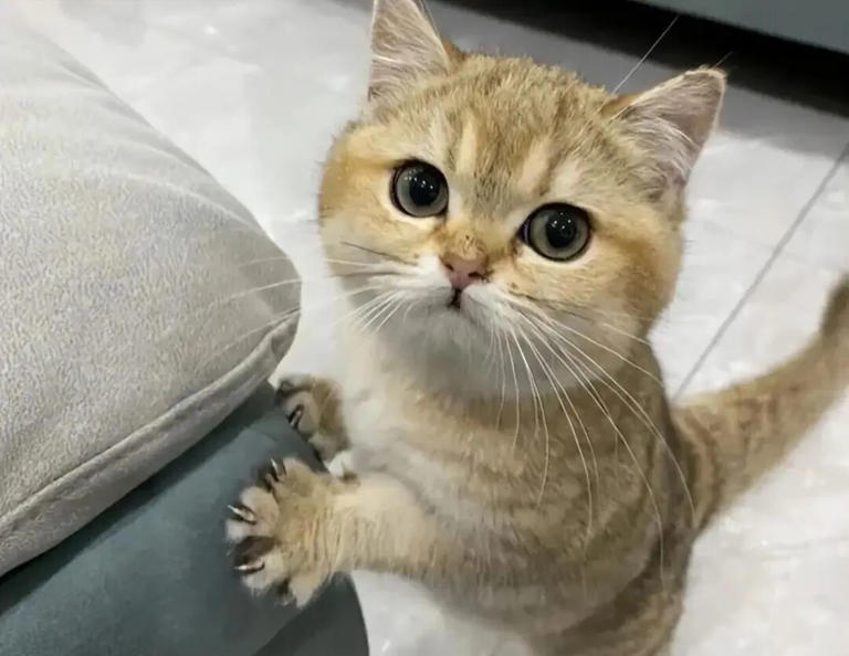 “哎呀，我家猫又把我杯子推下桌了，它还一脸理直气壮!” 你是不是也有过被猫咪“欺负”的场面，一边忍不住吐槽，一边苦笑着收拾残局？ 那一刻，你是不是突然意识到——在猫咪眼里，你可能根本不是主人，只是它的服务员! 今天咱们就来扒一扒，猫咪把自己