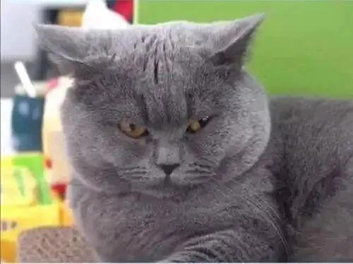 若猫咪有这6种表现，说明你已把它惯坏了，在猫眼里，它才是家里的老大！