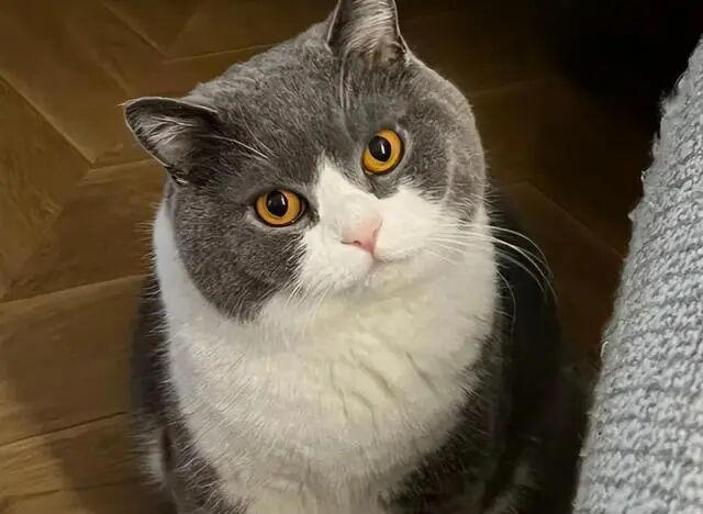 若猫咪有这6种表现，说明你已把它惯坏了，在猫眼里，它才是家里的老大！