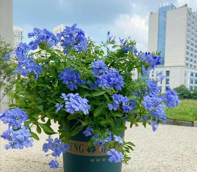 公认“最漂亮”的5种花，哪怕借钱也要买一盆，你家里有没有？