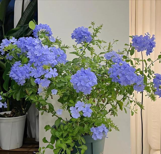 公认“最漂亮”的5种花，哪怕借钱也要买一盆，你家里有没有？