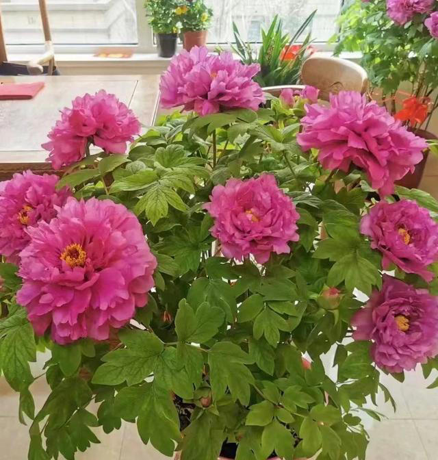 公认“最漂亮”的5种花，哪怕借钱也要买一盆，你家里有没有？