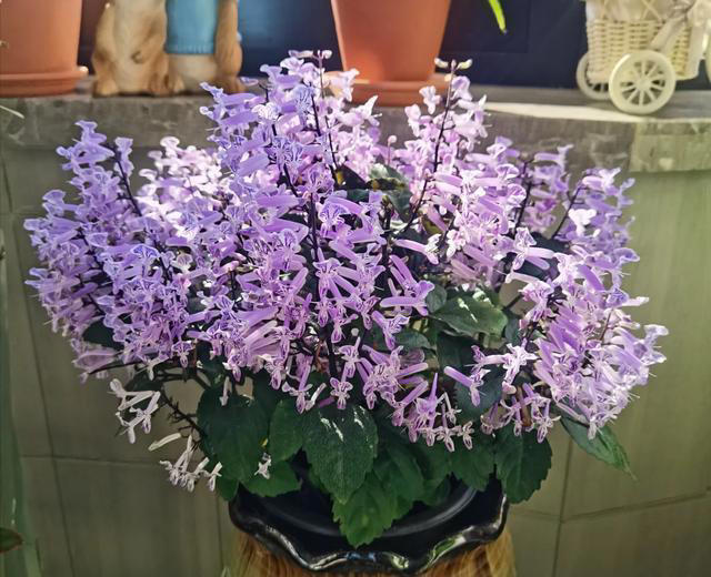 公认“最漂亮”的5种花，哪怕借钱也要买一盆，你家里有没有？