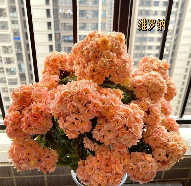 公认“最漂亮”的5种花，哪怕借钱也要买一盆，你家里有没有？