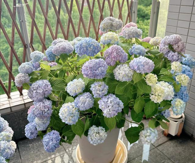 公认“最漂亮”的5种花，哪怕借钱也要买一盆，你家里有没有？