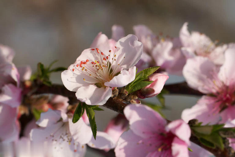 想让桃花美容又漂亮？5分钟读懂嫁接繁殖，速收藏！