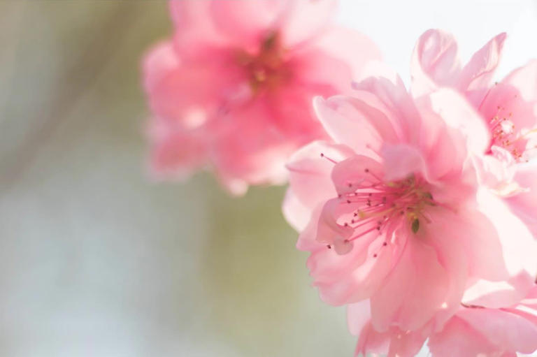 想让桃花美容又漂亮？5分钟读懂嫁接繁殖，速收藏！