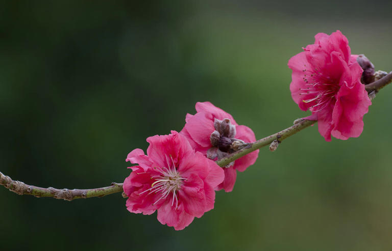 想让桃花美容又漂亮？5分钟读懂嫁接繁殖，速收藏！