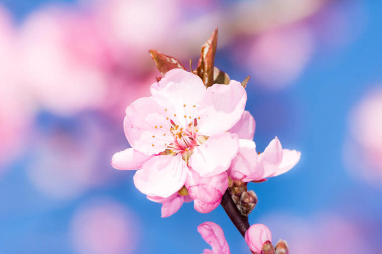 想让桃花美容又漂亮？5分钟读懂嫁接繁殖，速收藏！