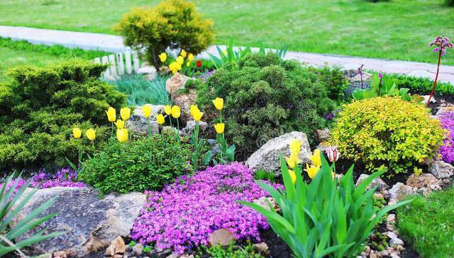 植物的生活：了解它们的需求和习性