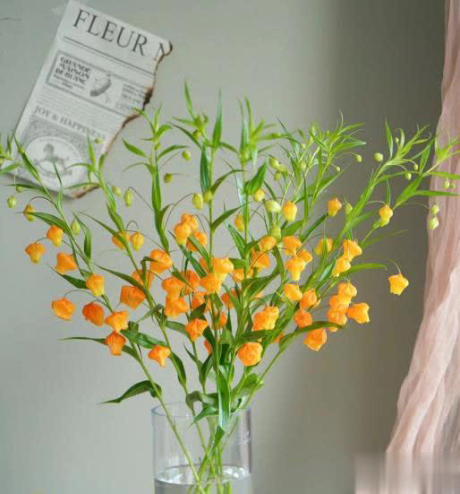 高级感满满的5种花，你若一种都没见过，真的太可惜