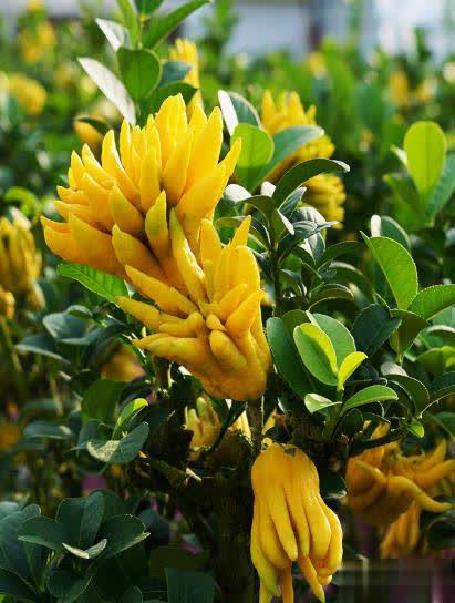 高级感满满的5种花，你若一种都没见过，真的太可惜