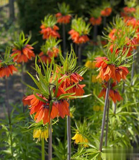 高级感满满的5种花，你若一种都没见过，真的太可惜