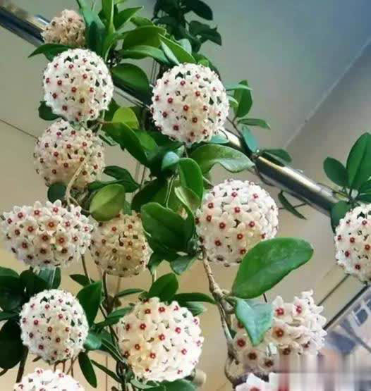 高级感满满的5种花，你若一种都没见过，真的太可惜