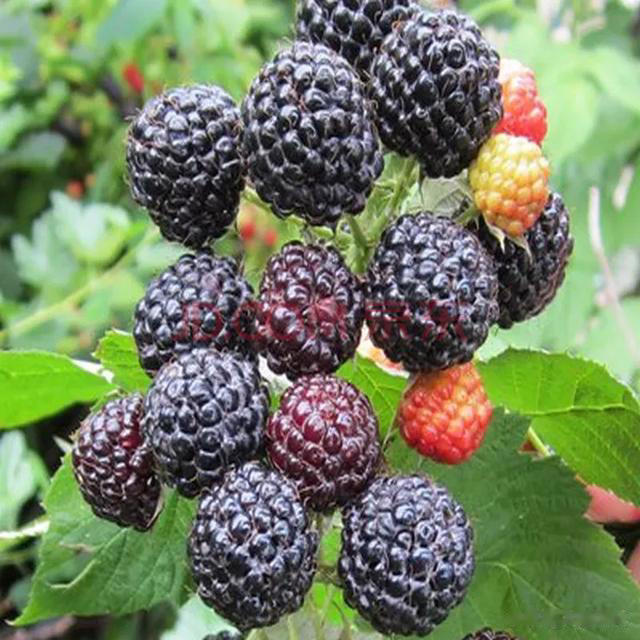 树莓营养价值与种植技术介绍