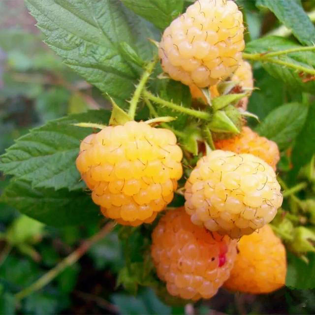 树莓营养价值与种植技术介绍