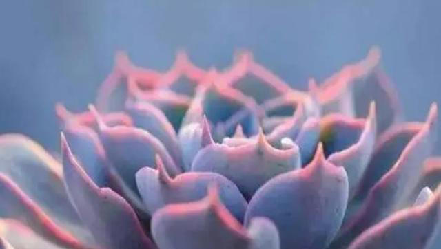 分享6种经典的多肉，每一种都美得不像话，你养过几种？