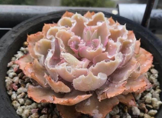 分享6种经典的多肉，每一种都美得不像话，你养过几种？