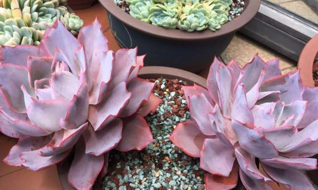 分享6种经典的多肉，每一种都美得不像话，你养过几种？