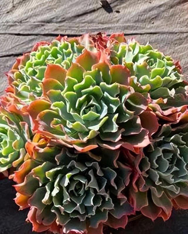 分享6种经典的多肉，每一种都美得不像话，你养过几种？