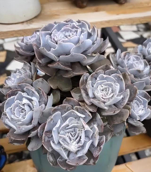 分享6种经典的多肉，每一种都美得不像话，你养过几种？