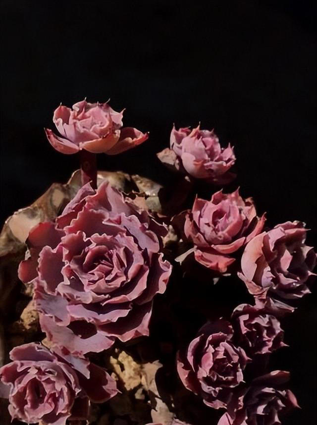 分享6种经典的多肉，每一种都美得不像话，你养过几种？