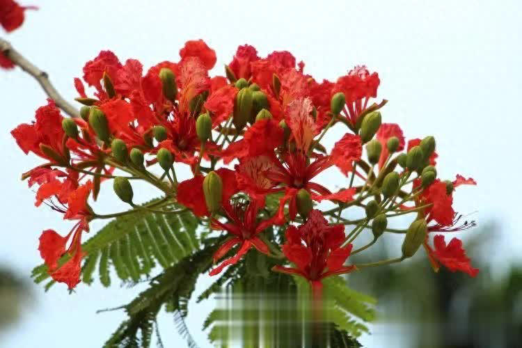 不容错过！6种专为院子而生的花树，皮实好养状态美