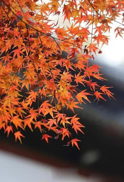 不容错过！6种专为院子而生的花树，皮实好养状态美