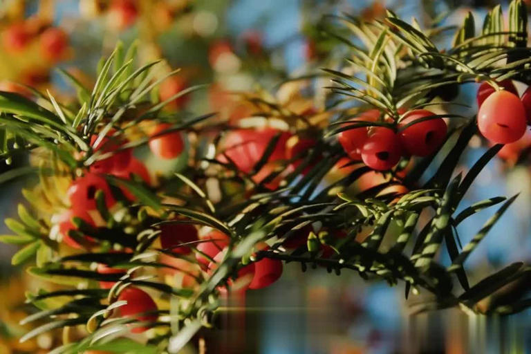 不容错过！6种专为院子而生的花树，皮实好养状态美