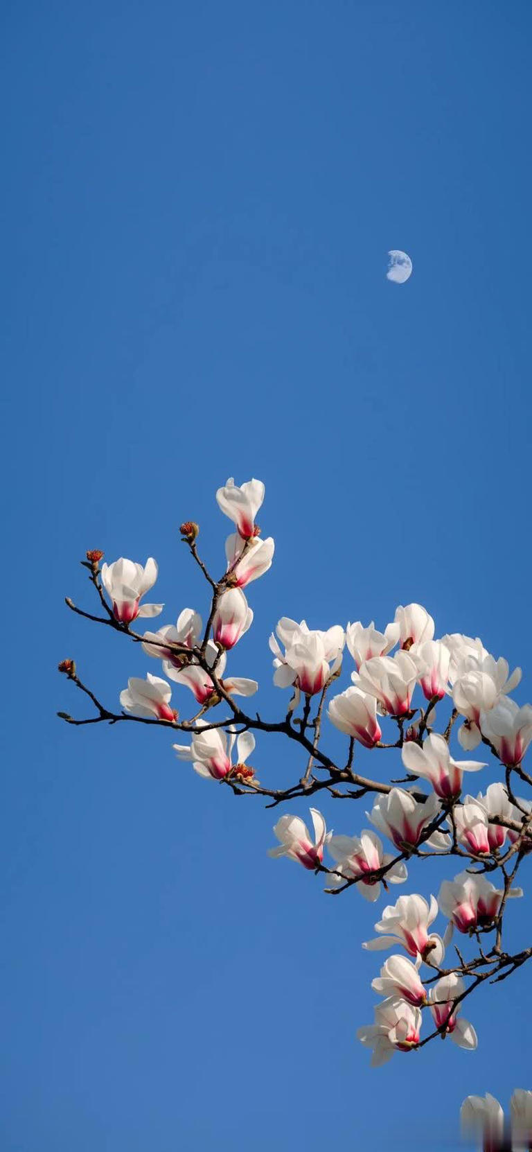 不容错过！6种专为院子而生的花树，皮实好养状态美