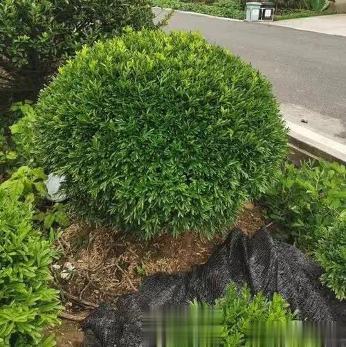 不容错过！6种专为院子而生的花树，皮实好养状态美