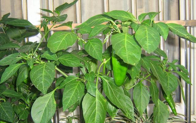 阳台种辣椒，方法得当，枝壮叶绿花多，辣椒多压弯枝