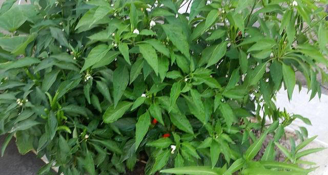 阳台种辣椒，方法得当，枝壮叶绿花多，辣椒多压弯枝